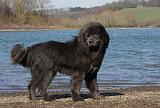 DOGUE DU TIBET 131